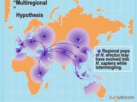 人類起源的四大理論|人類多地起源說